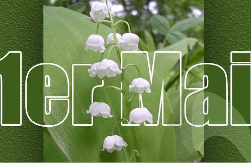 Le 1er mai : C'est en 1886, aux Etats Unis,  que tout commence, avec l'organisation d'une grande manifestation r�unissant plus de 400 000 travailleurs. � Chicago, des ouvriers en col�re r�clament une nouvelle consid�ration et un r�ajustement de leur temps de travail � 8 heures par jour. Des �meutes �clatent et les affrontements avec les forces de police s'encha�nent. Le 3 mai, une manifestation fait 7 morts, touchant les gr�vistes et les policiers� A l'�poque, les manifestants arboraient un triangle rouge, qui rappelait leurs triples revendications : 8 heures de travail, 8 heures de sommeil, 8 heures de loisir. Au fur et � mesure, ce blason accroch� � toutes les boutonni�res fut remplac� par une fleur d'�glantine, puis, par un brin de muguet. En 1941, le 1er mai fut officiellement consid�r� comme le jour de la f�te du Travail. Il devint donc ch�m�, puis pay� en 1947. 